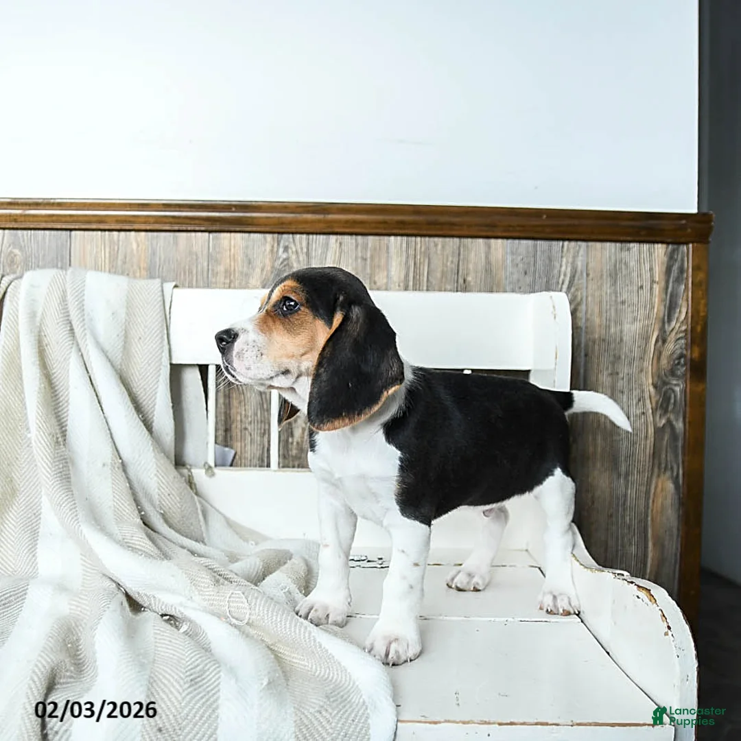 Beagle dogs for sale: Bandit - Ad 4