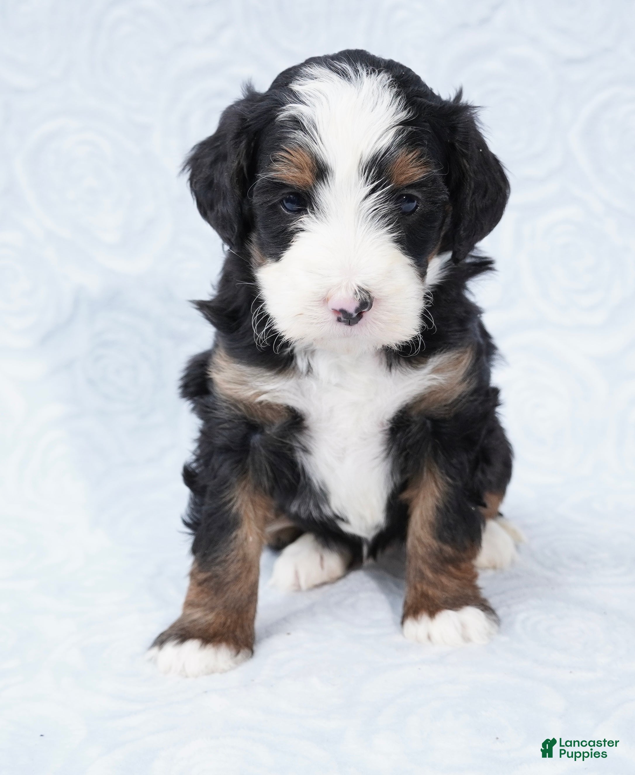 Mini Bernedoodle dogs Cali  - Ad 37
