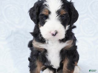 Mini Bernedoodle dogs Cali - Ad 42