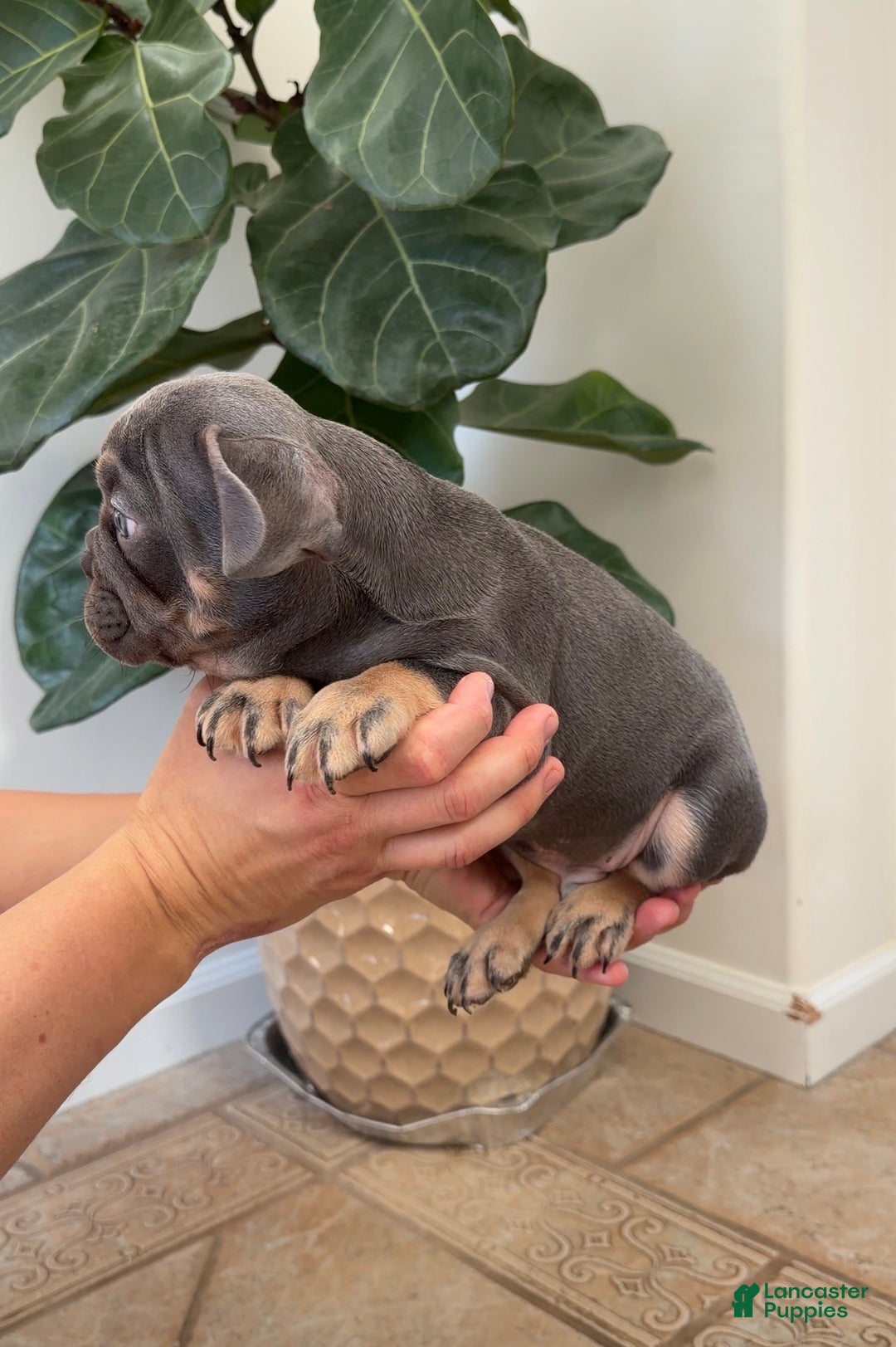 French Bulldog dogs for sale: Rex - Ad 6