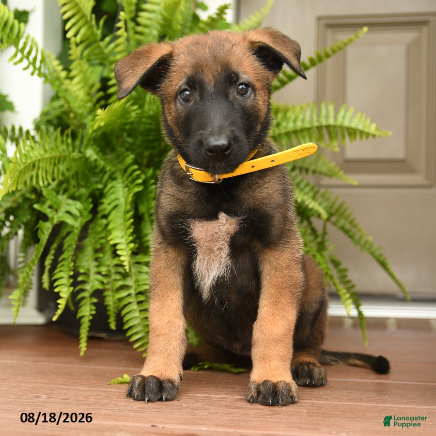Belgian Malinois dogs Allie - Ad 1