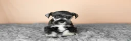 Miniature Schnauzer dogs for sale: Sam  - Ad 2