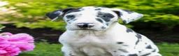 Great Dane dogs for sale: Ruby  - Ad 3