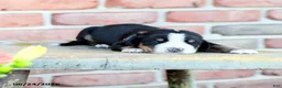 Greater Swiss Mountain Dog dogs for sale: Verena - Ad 2