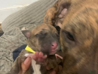 Mixed Breed dogs - Ad 33