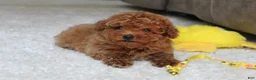 Toy Poodle dogs for sale: Tucker - Ad 10