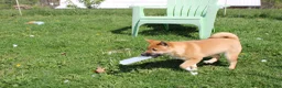 Shiba Inu dogs for sale: Fox - Ad 6