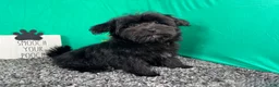 Morkie dogs for sale: Morkie 1 - Ad 8