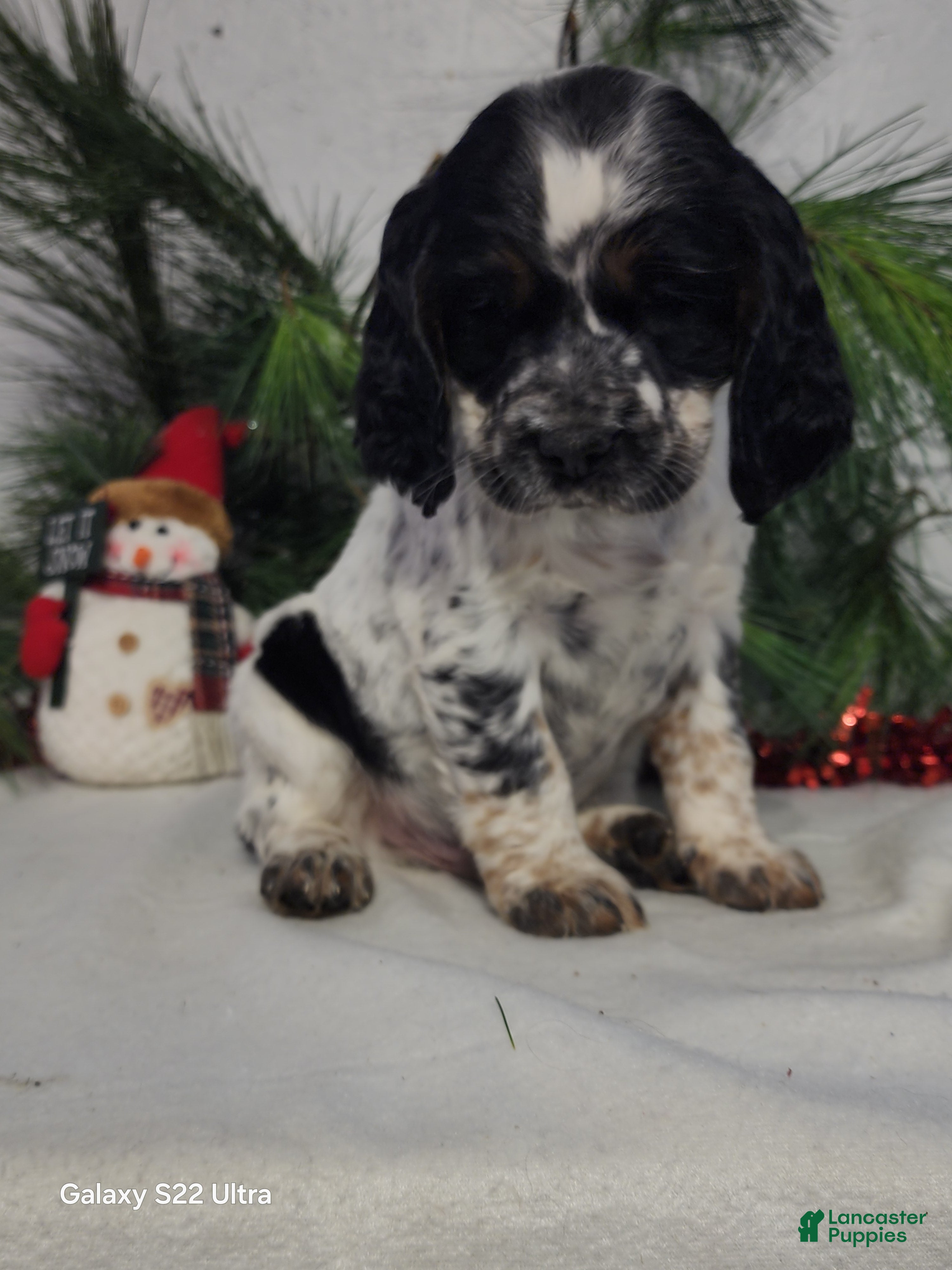 English Springer Spaniel dogs Mack - Ad 10
