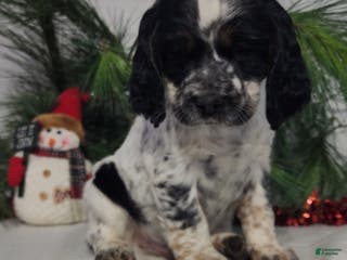 English Springer Spaniel dogs Mack - Ad 25