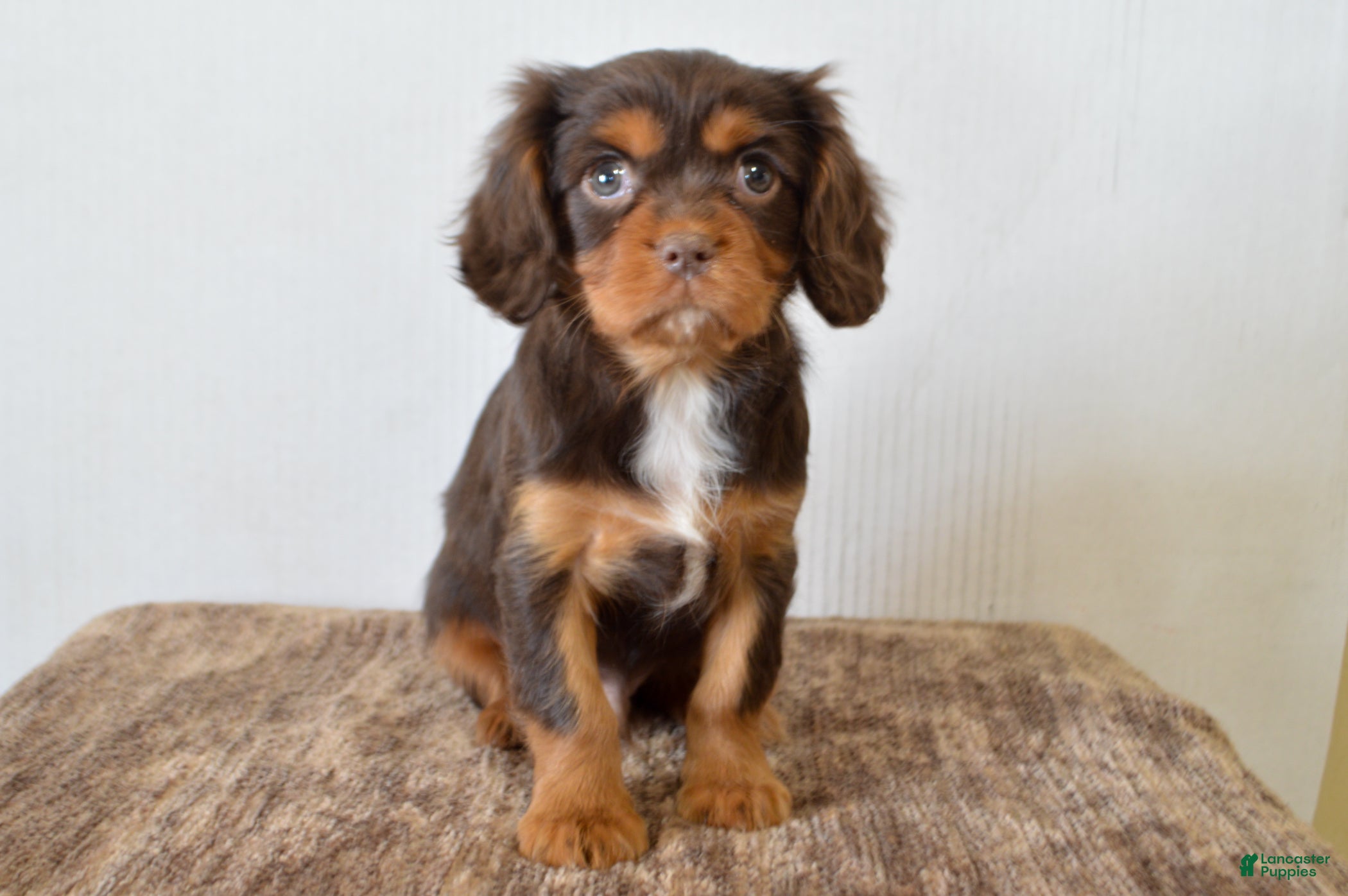 Cavalier King Charles Spaniel dogs Cally - Ad 11