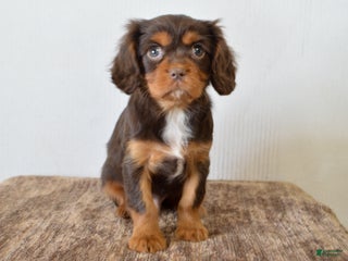 Cavalier King Charles Spaniel dogs Cally - Ad 16