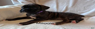 Maggie