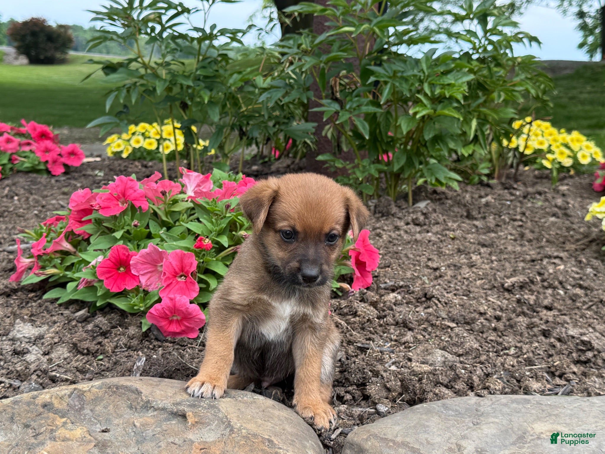 Mixed Breed dogs Honey - Ad 2