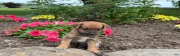 Mixed Breed dogs for sale: Honey - Ad 2