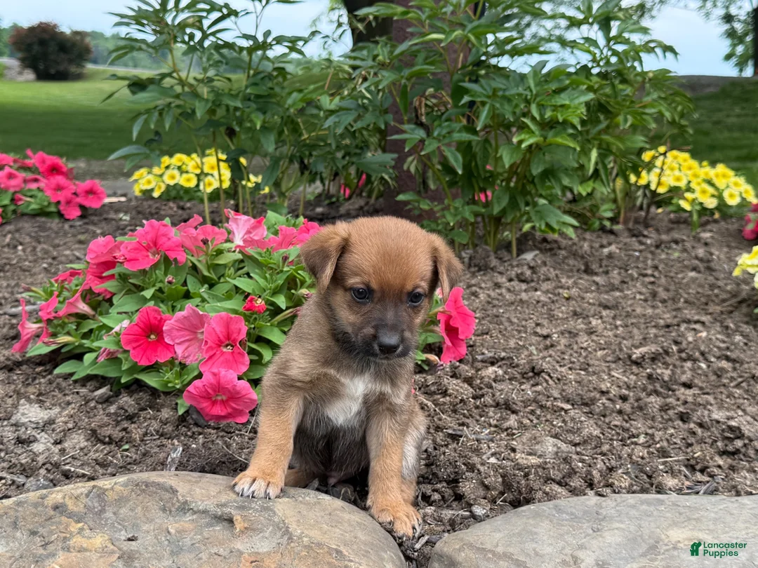 Mixed Breed dogs for sale: Honey - Ad 2