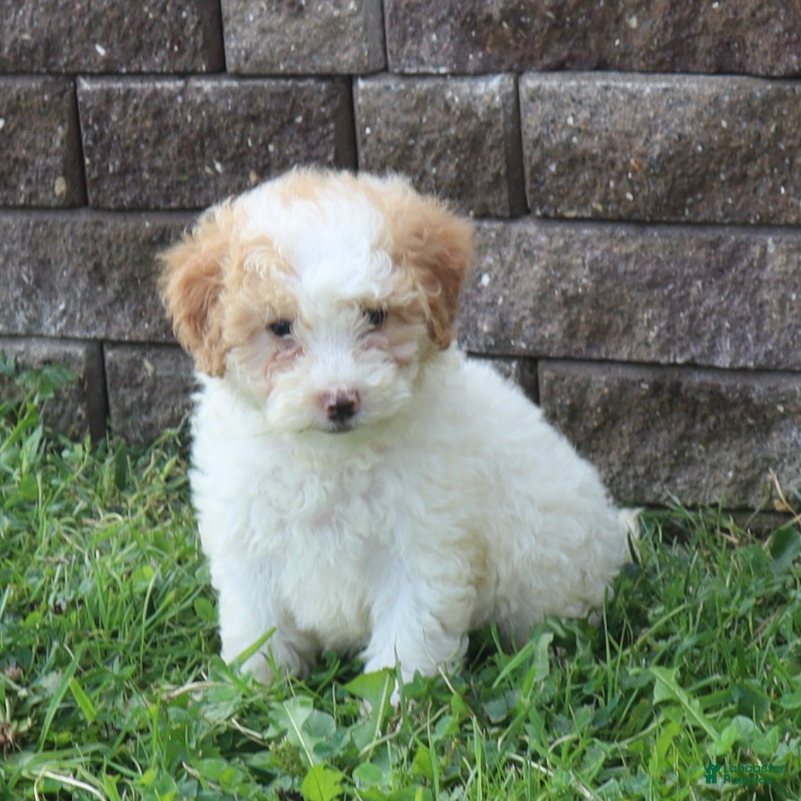 Mini Goldendoodle dogs Charita - Ad 2