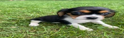 Beaglier dogs for sale: Alaina - Ad 2
