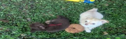 Chihuahua dogs for sale: Tiny Tcup Ruby LC - Ad 6