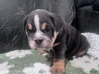 English Bulldog dogs for sale: Bluey - Ad 3