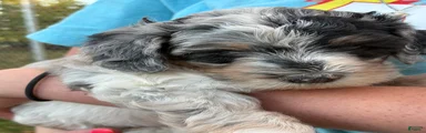 Meet Gena – Blue-Eyed Blue Merle Female Mini Bernedoodle Puppy for Sale | Twin Falls, Idaho