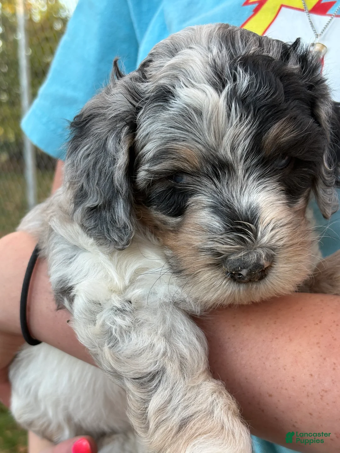 Mixed Breed dogs for sale: Meet Gena – Blue-Eyed Blue Merle Female Mini Bernedoodle Puppy for Sale | Twin Falls, Idaho - Ad 1