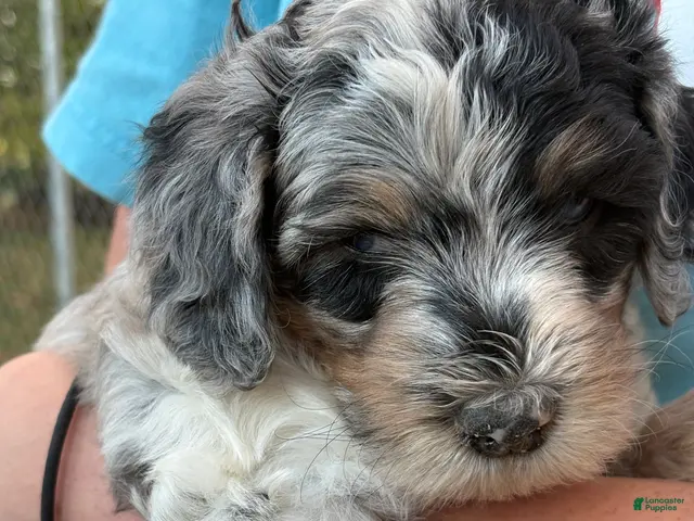 Mixed Breed dogs for sale: Meet Gena – Blue-Eyed Blue Merle Female Mini Bernedoodle Puppy for Sale | Twin Falls, Idaho - Ad 1