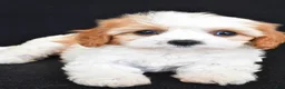Cavapoo dogs for sale: Chloe - Ad 3