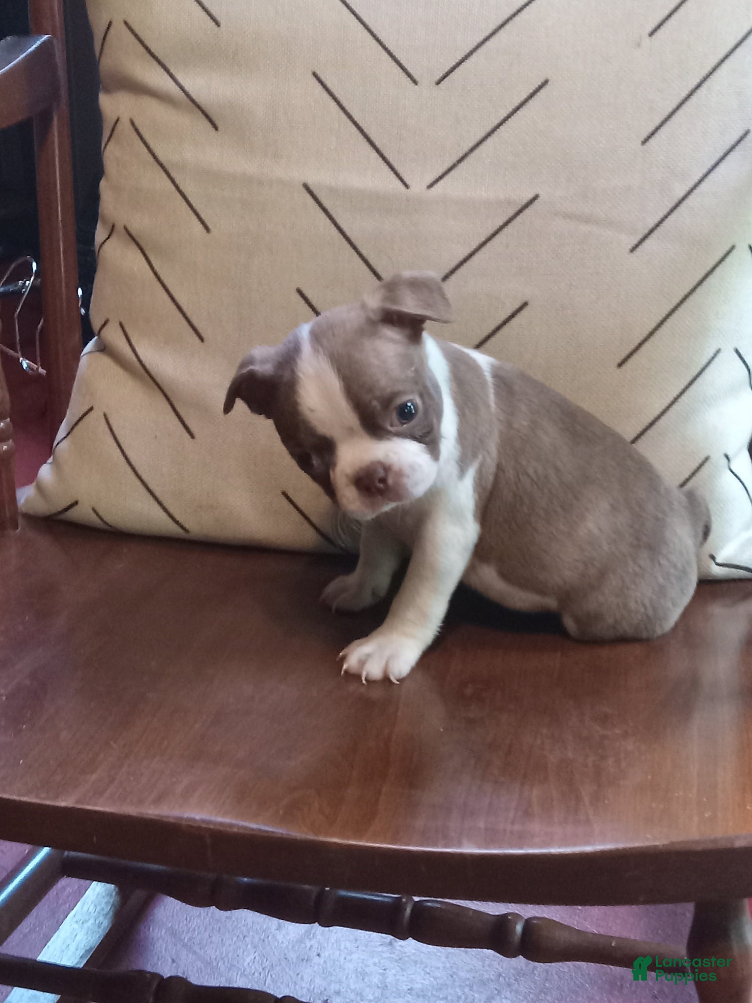 Boston Terrier dogs gb-3 - Ad 1