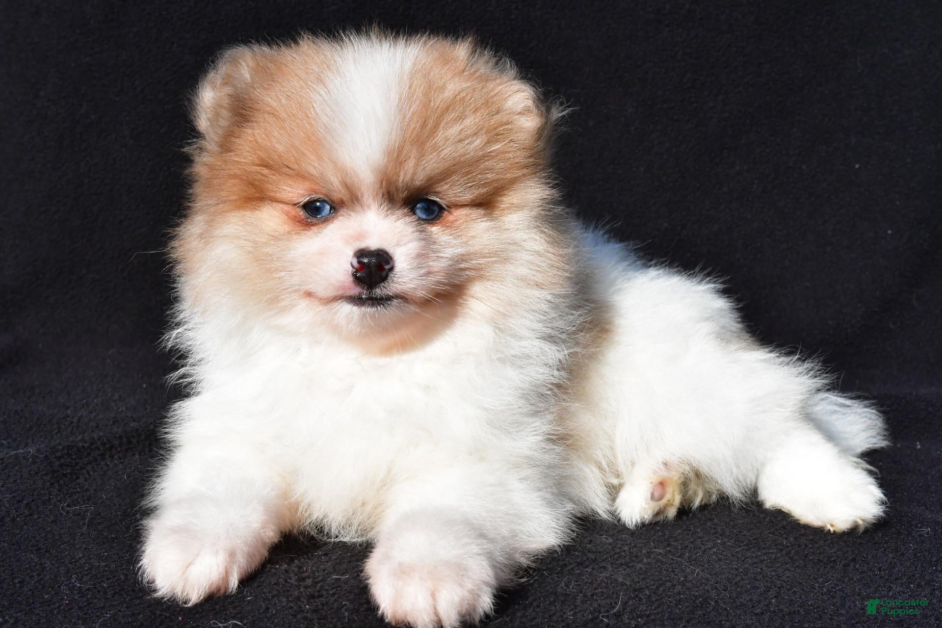 Pomeranian dogs for sale: Indie - Ad 1