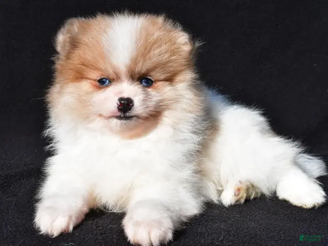 Pomeranian dogs for sale: Indie - Ad 1