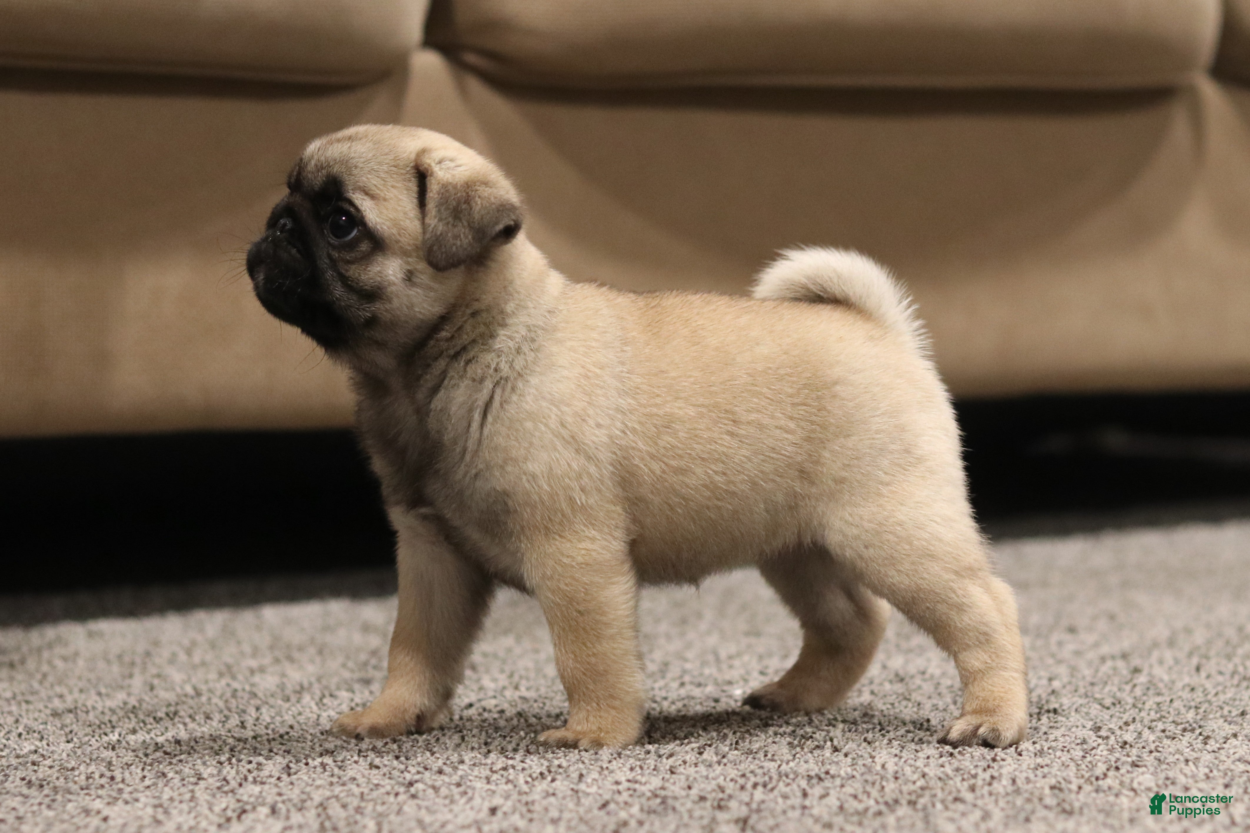 Pug dogs Champion Penny - Ad 1