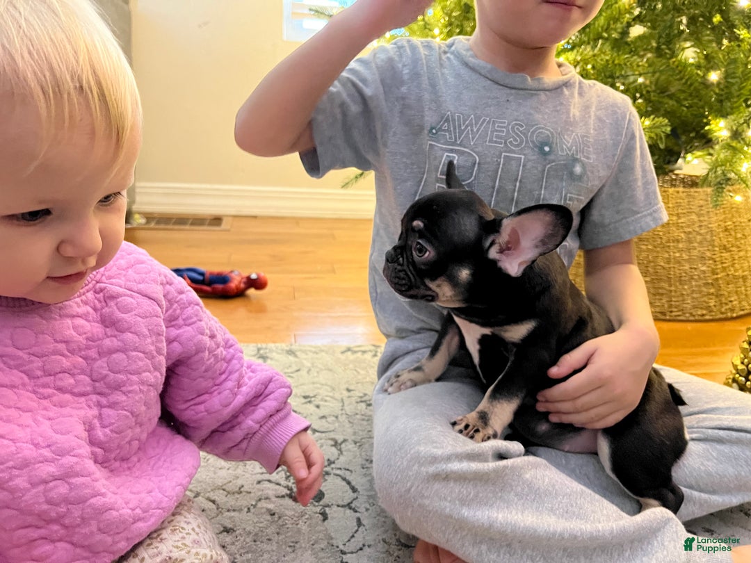 French Bulldog dogs for sale: Penelope  - Ad 6