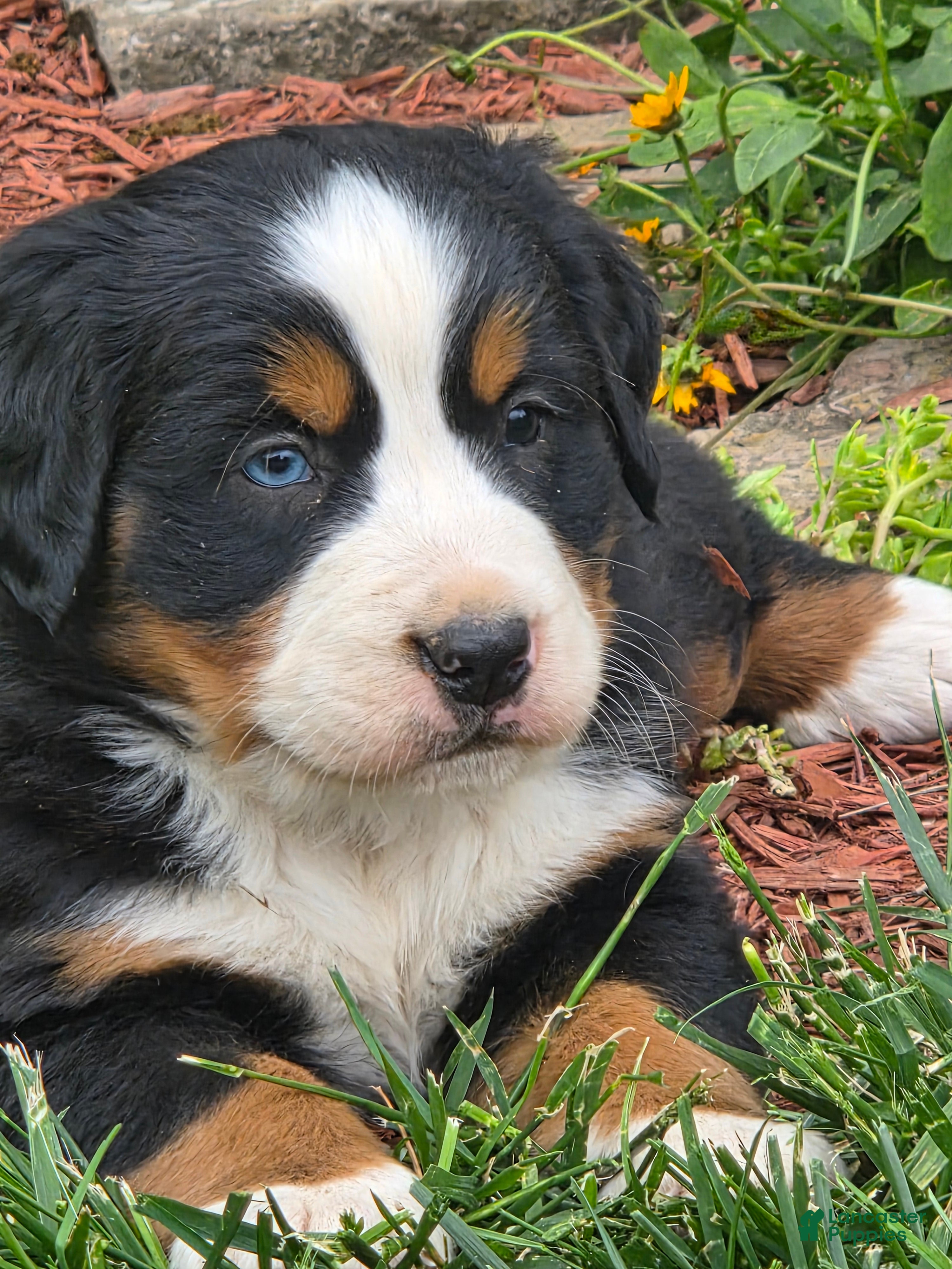 Bernese Mountain Dog dogs BLUE EYED Bernese Mountain Dog Puppy 3  - Ad 5