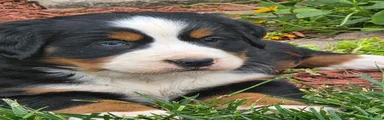 Sue