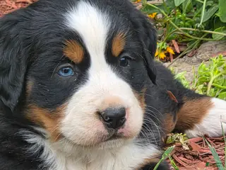 Bernese Mountain Dog dogs Sue - Ad 13