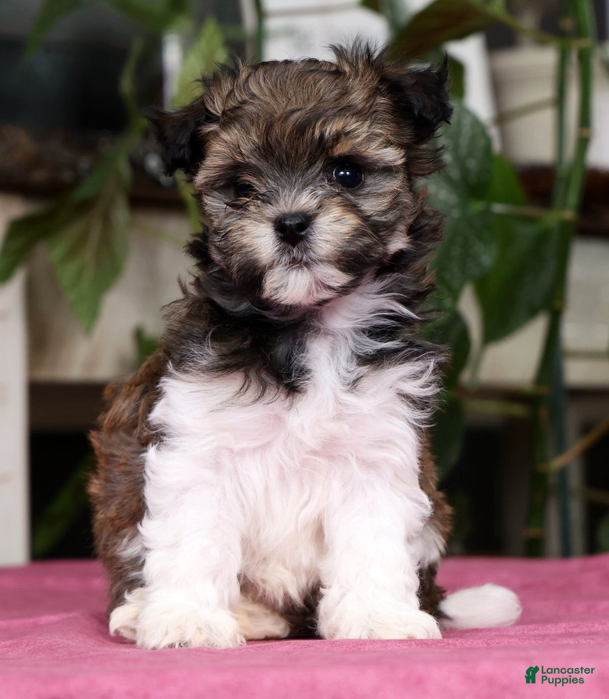 Havanese dogs Angela - Ad 1