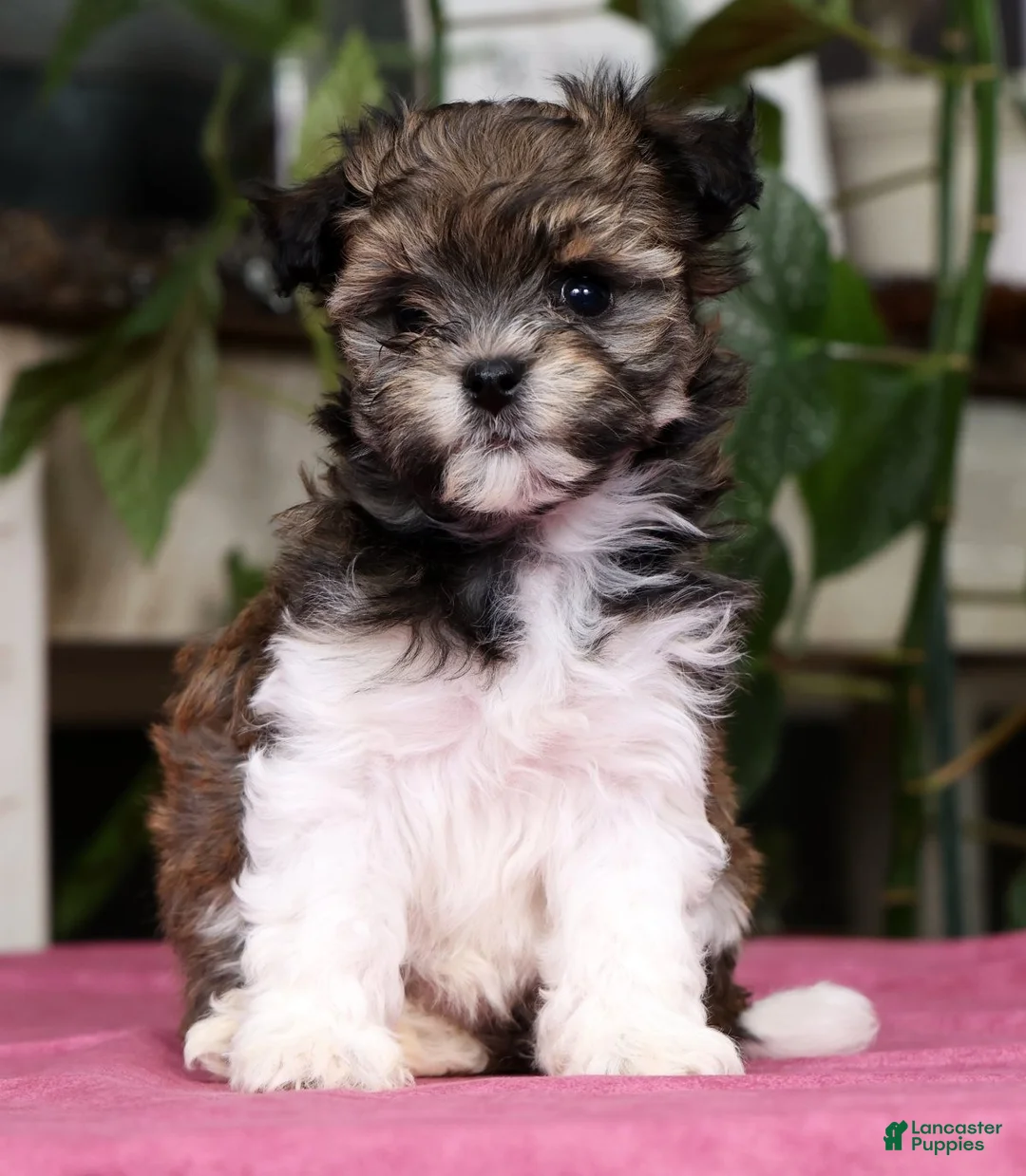 Havanese dogs for sale: Angela - Ad 1