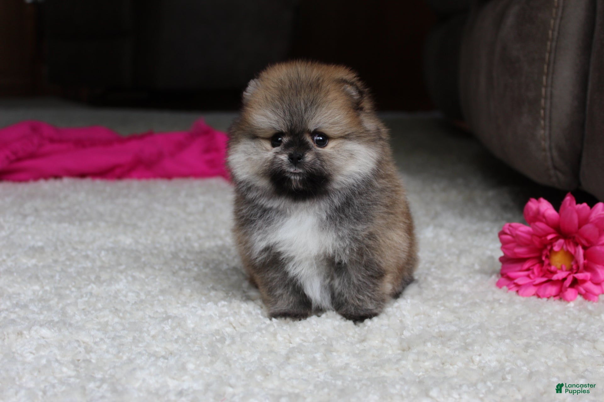 Pomeranian dogs Teacup Paisley - Ad 2