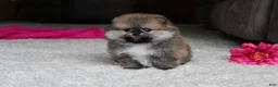 Pomeranian dogs for sale: Teacup Paisley - Ad 3
