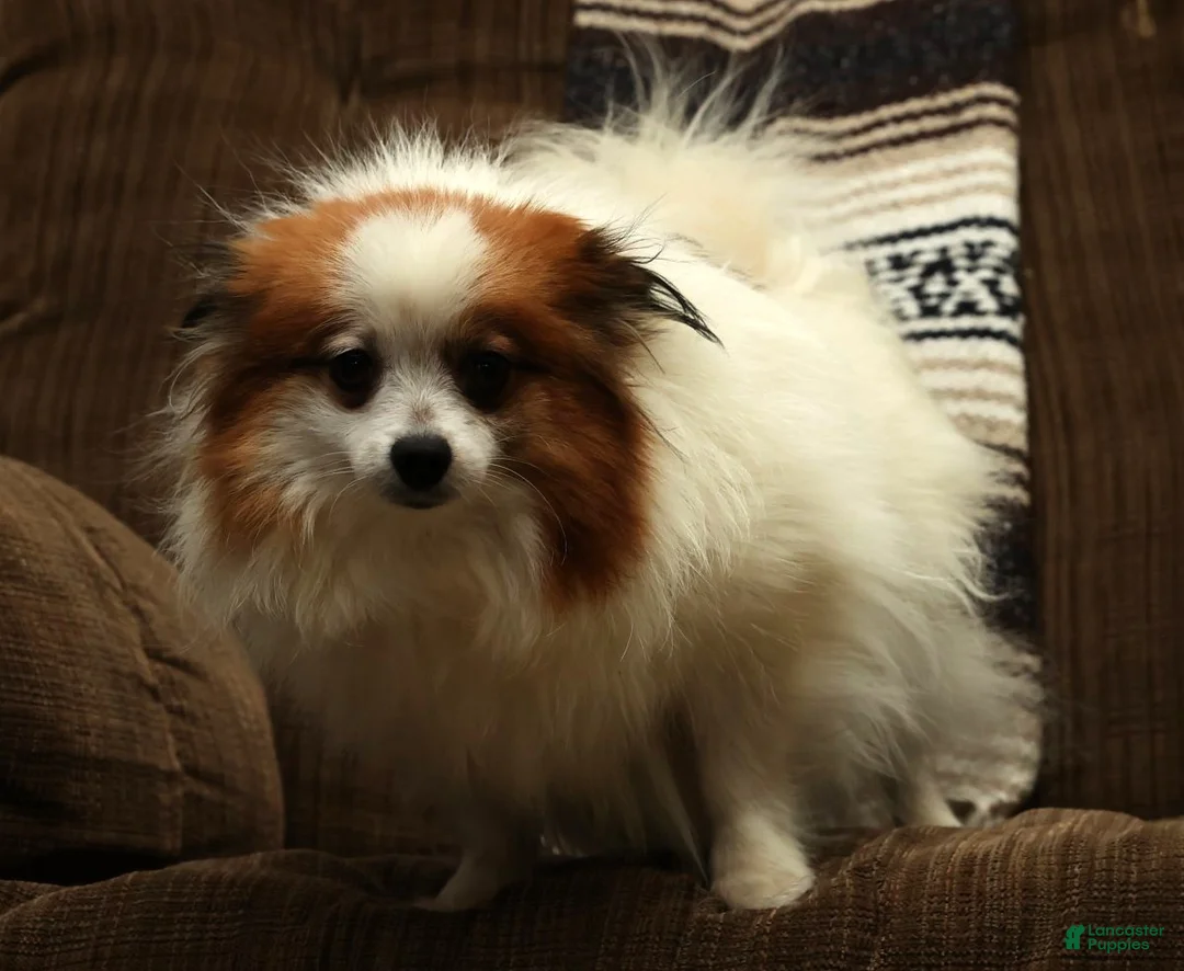 Pomeranian dogs for sale: Teddy - Ad 10