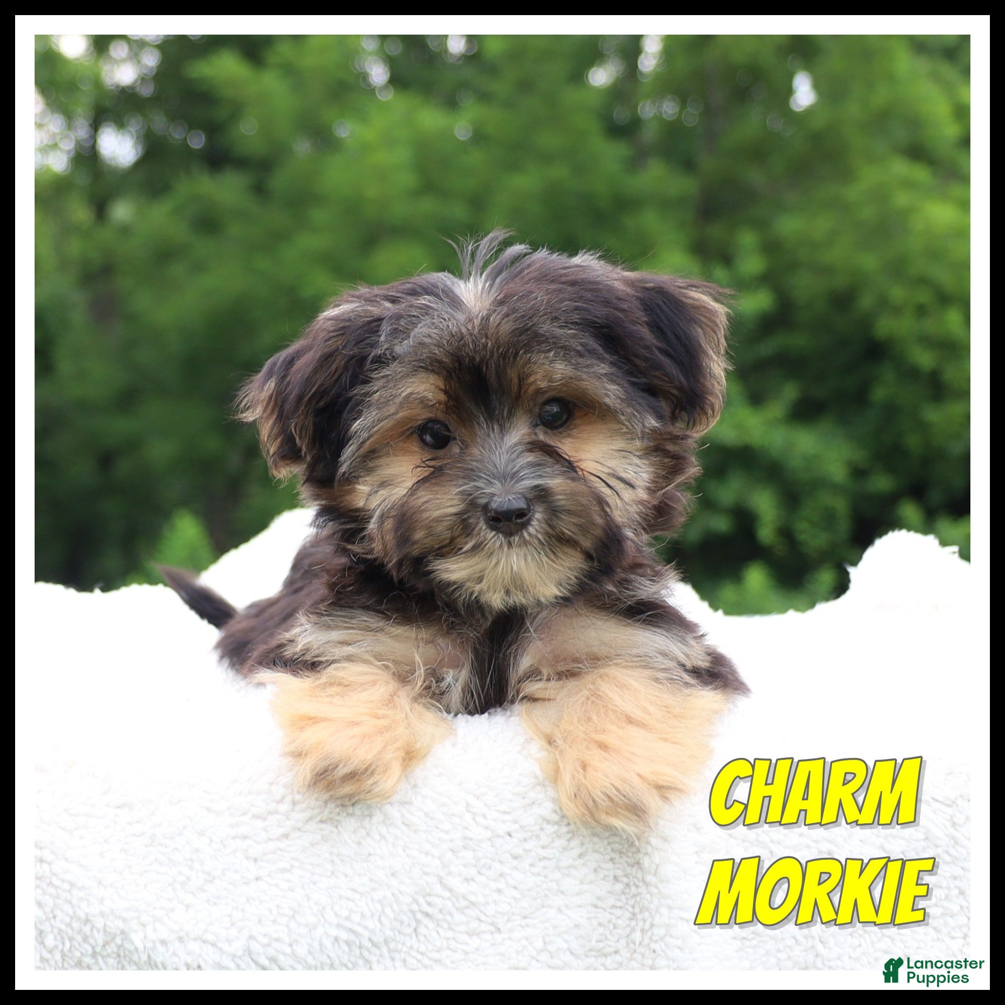 Morkie dogs Charm - Ad 1