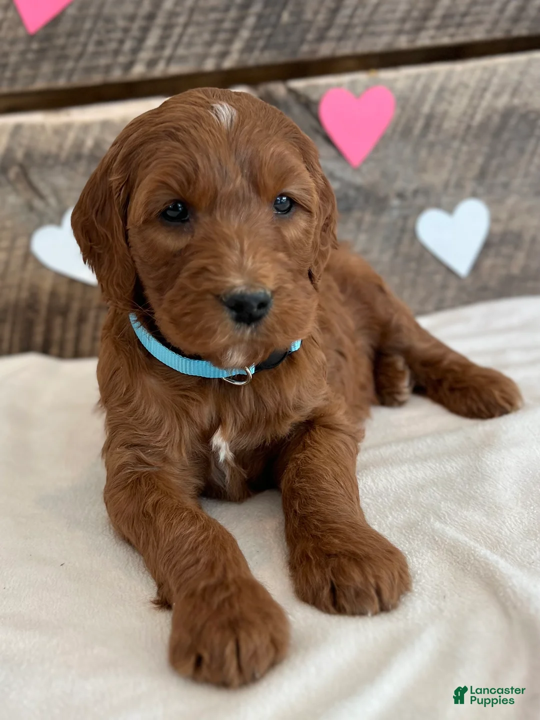 Irish Doodle dogs for sale: Ginger - Ad 4