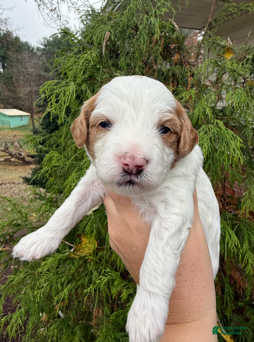 Mini Goldendoodle dogs for sale: Mini Goldendoodle Puppy 2 - Ad 1