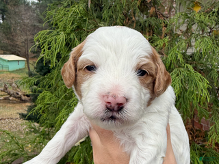 Mini Goldendoodle dogs Mini Goldendoodle Puppy 2 - Ad 28