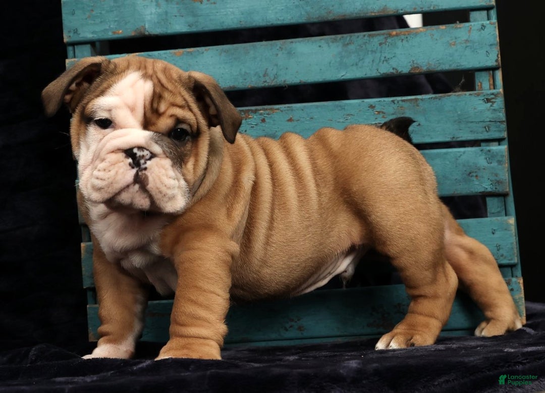 English Bulldog dogs for sale: Kenny - Ad 8