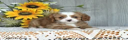 Cavapoo dogs for sale: Nirvaan - Ad 3