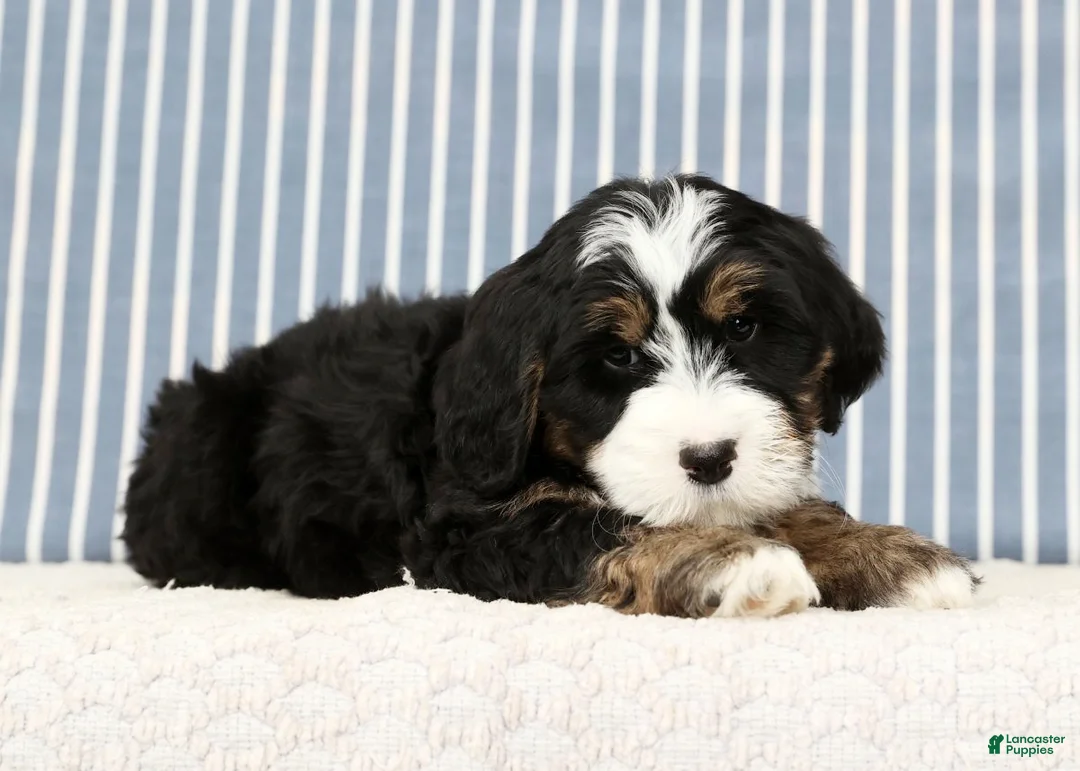Mini Bernedoodle dogs for sale: Theo - Ad 8