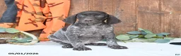 German Shorthaired Pointer dogs for sale: Mindy - Ad 3
