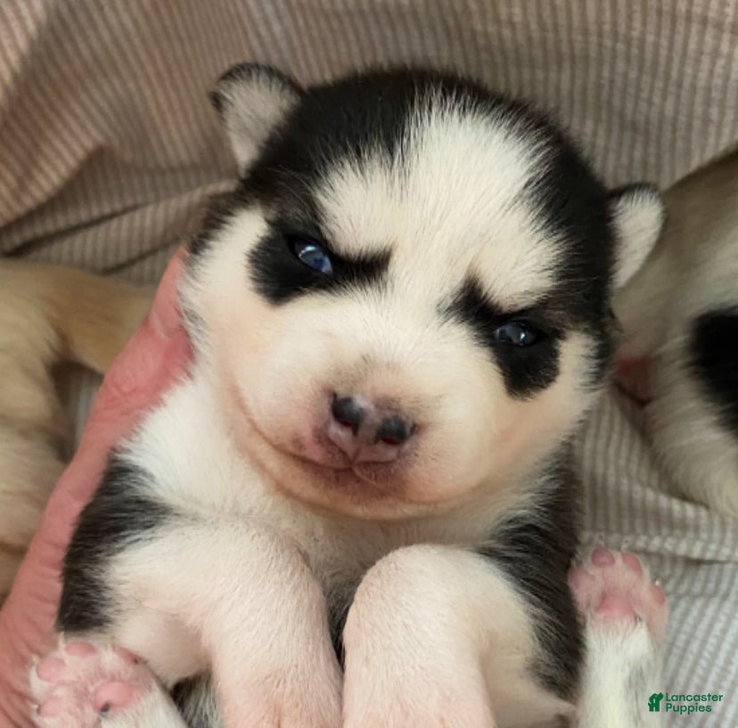 Pomsky dogs Clover  - Ad 1